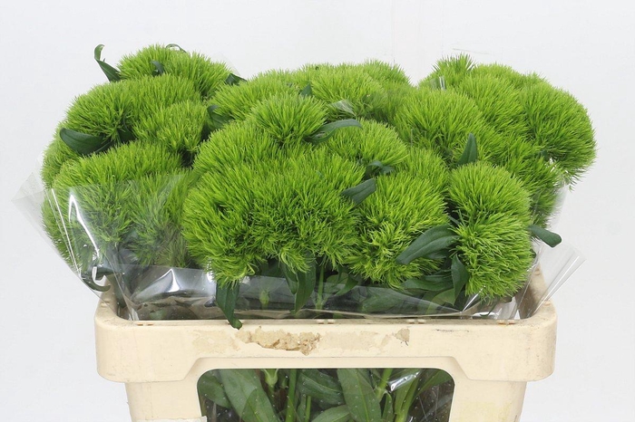 <h4>Dianthus Br Kiwi Mellow</h4>