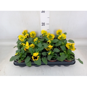 Viola wr. 'Colossus Yellow Blotch'