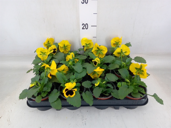 <h4>Viola wr. 'Colossus Yellow Blotch'</h4>