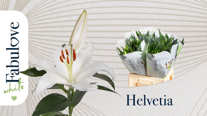 <h4>LI OR PACIFIC OCEAN</h4>