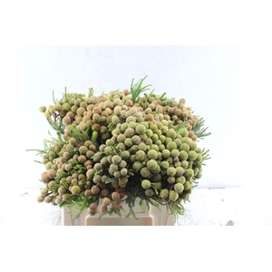 Kaaps Berz Galpinii Baubles