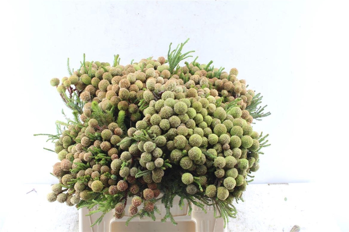 <h4>Kaaps Berz Galpinii Baubles</h4>