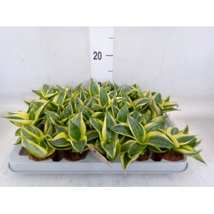 Sansevieria trifa. 'Golden Hahnii'