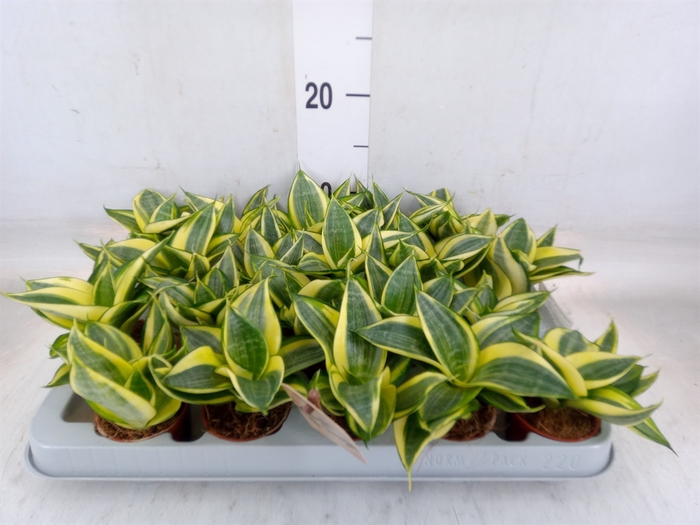 <h4>Sansevieria trifa. 'Golden Hahnii'</h4>