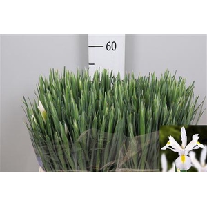 Iris White Magic