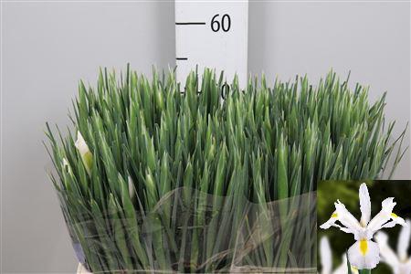 <h4>Iris White Magic</h4>