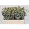 Anigozanthos Cape Gray Moss
