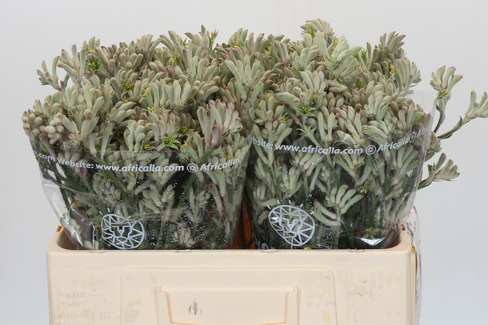 Anigozanthos Cape Gray Moss