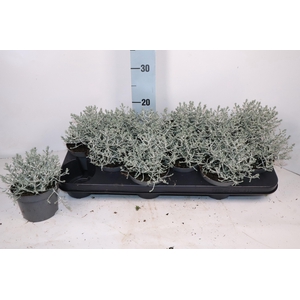 LEUCOPH BROWNII