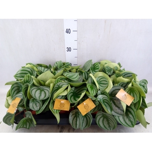 Peperomia argyreia