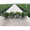 Hydrangea Macrophylla op kleur Highlights, Rood, Wit, Blauw