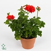 PELARGONIUM PELTATUM-HYBRID p12