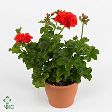 PELARGONIUM PELTATUM-HYBRID p12