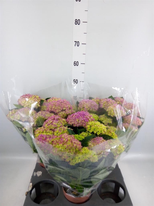 <h4>Hydrangea mac. 'Anda'</h4>