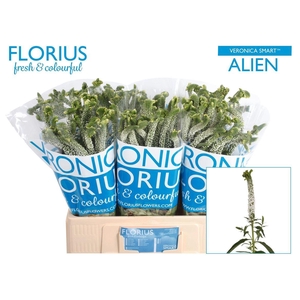 Veronica Smart Al White