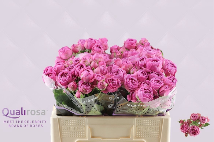 <h4>Rosa TR 'Misty Bubbles'</h4>