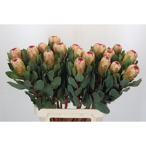 Protea Grandicolor