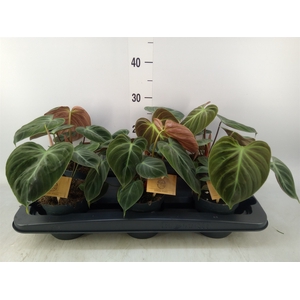 Philodendron   ...