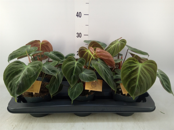 <h4>Philodendron   ...</h4>