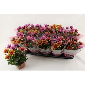 CHRYS ART JEF GEM IP