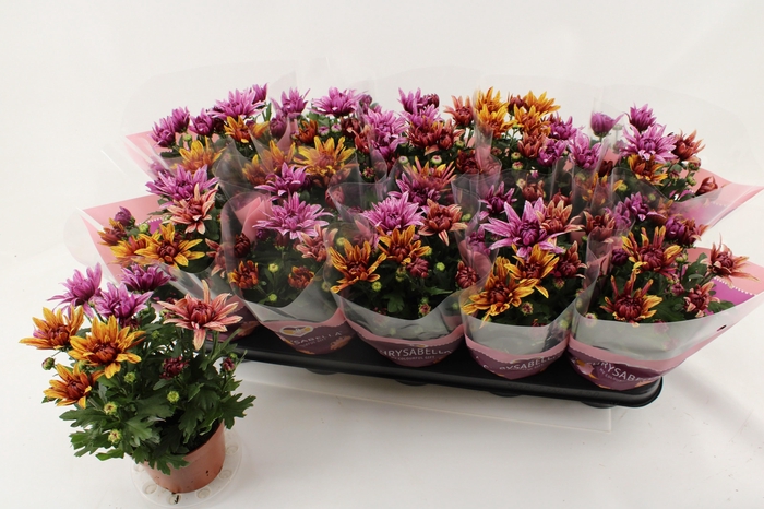 <h4>CHRYS ART JEF GEM IP</h4>