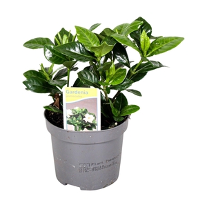 GARDENIA JASMINOIDES
