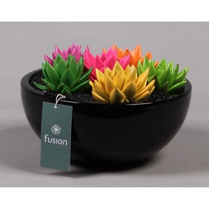 keramiek moonschaal met geverfde succulenten