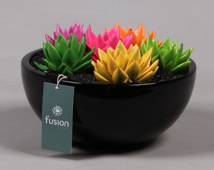 <h4>keramiek moonschaal met geverfde succulenten</h4>