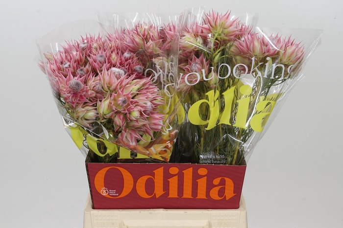 <h4>Blushing Bride Pink 2/5 Flowers</h4>