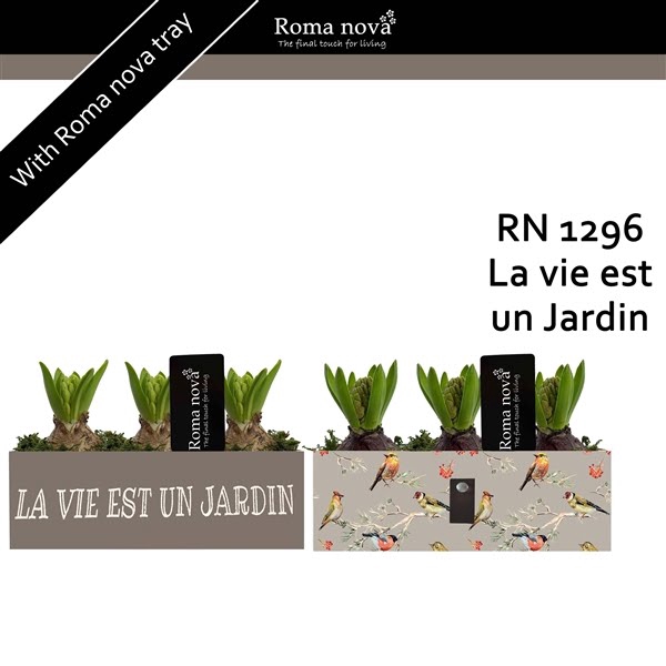 <h4>1296 - La vie est un Jardin (Hyacint)</h4>