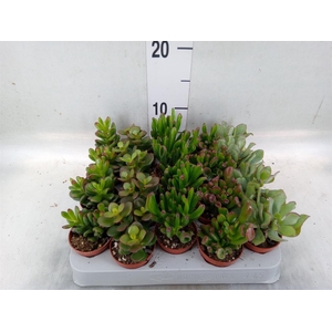 Crassula   ...mix
