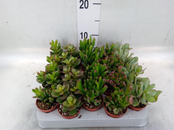 <h4>Crassula   ...mix</h4>