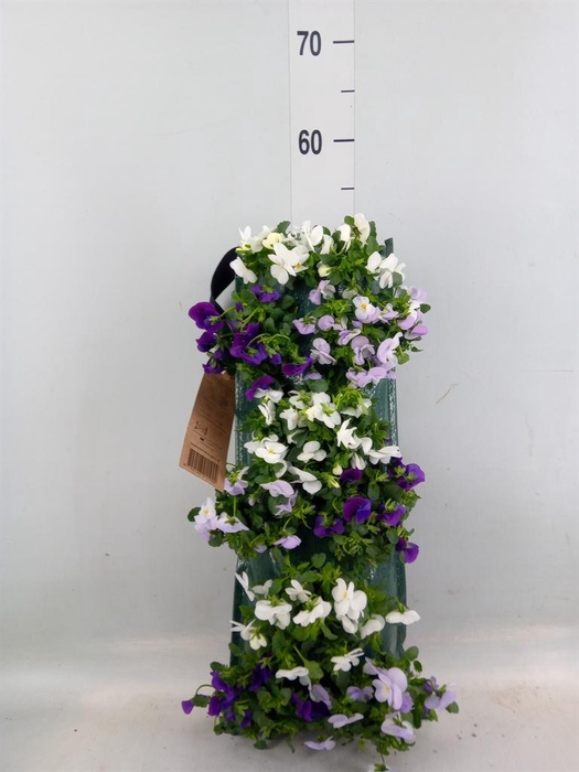 <h4>Viola corn. 'Evo Mini'   ...mix</h4>