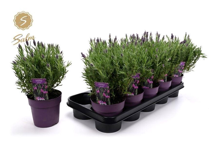 <h4>LAVAN S ANOUK</h4>