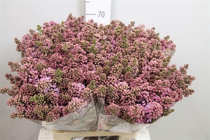 <h4>Syr V Lavaliensis 4+</h4>