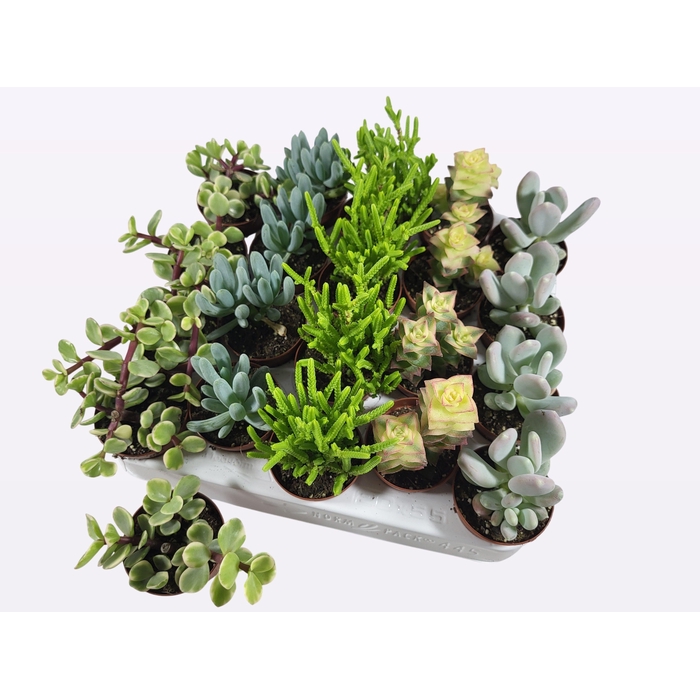 <h4>Succulent mixed 5 sorts 5,5Ø 5cm</h4>