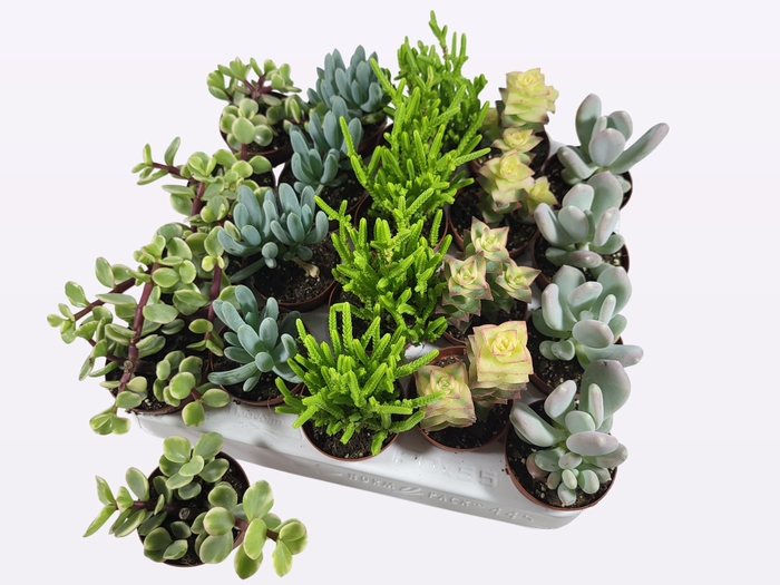 <h4>SUCC GEM 5 SRT</h4>