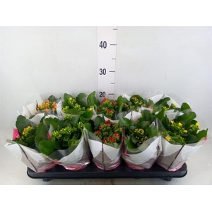 Kalanchoe blos.   ..mix 6