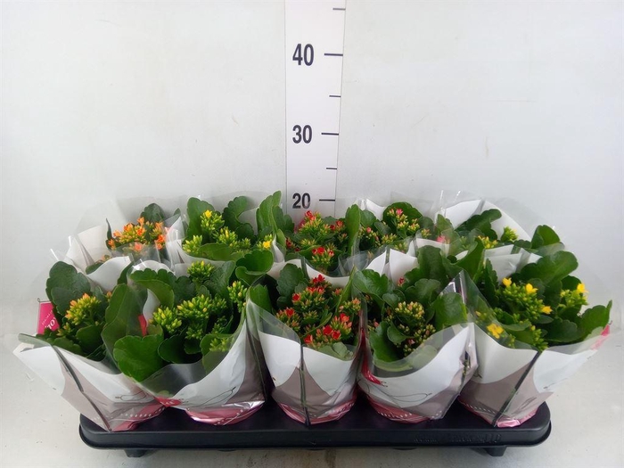 <h4>Kalanchoe blos.   ..mix 6</h4>