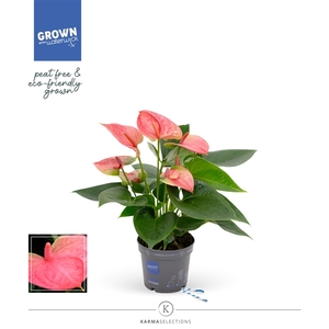 Mimesis Anthurium KARMA Pink - 9cm