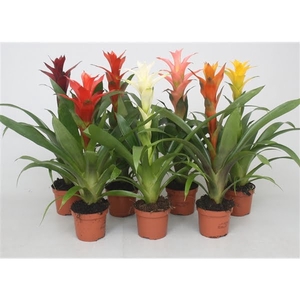 Guzmania gemengd