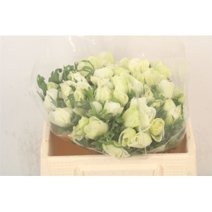 Anemone Mistral Pure White