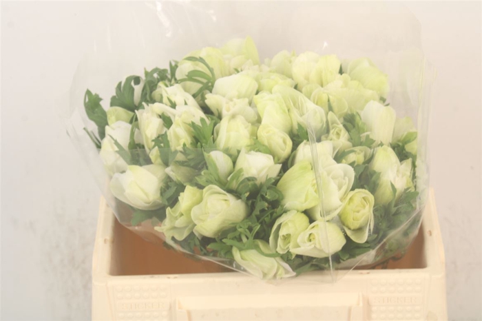 <h4>Anemone Mistral Pure White</h4>