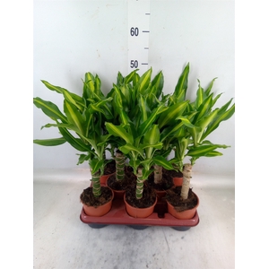 Dracaena frag. 'Mass Coast'