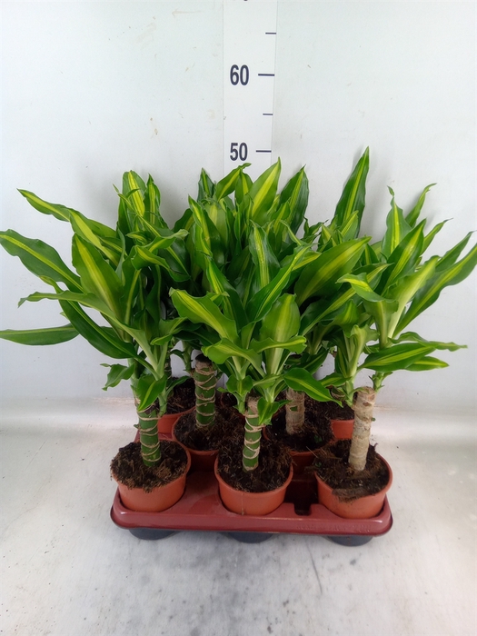 <h4>Dracaena frag. 'Mass Coast'</h4>