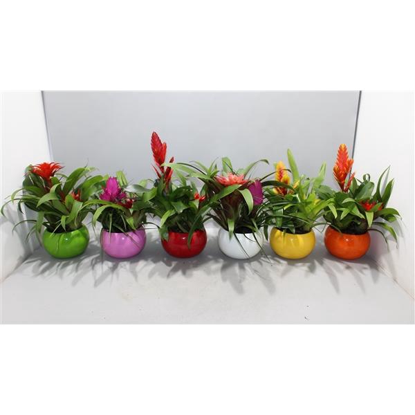 <h4>Bromelia Coupe Lisa</h4>