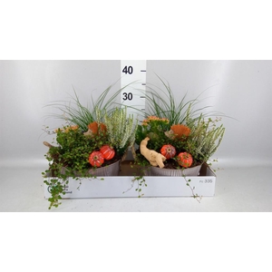 Arr.   Tuinplanten L%