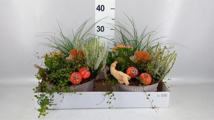<h4>Arr.   Tuinplanten L%</h4>