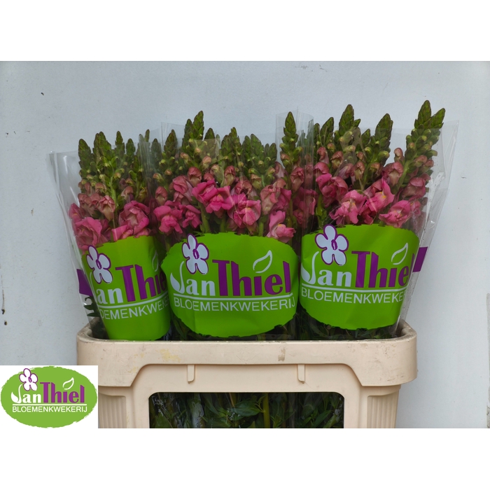 <h4>ANTIR WI EURO PINK</h4>