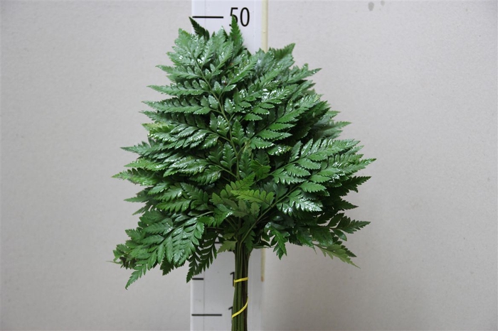 <h4>DEC LEDERFARN JUNIOR</h4>